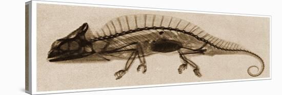 X Ray of a Chameleon C.1890-German School-Premier Image Canvas