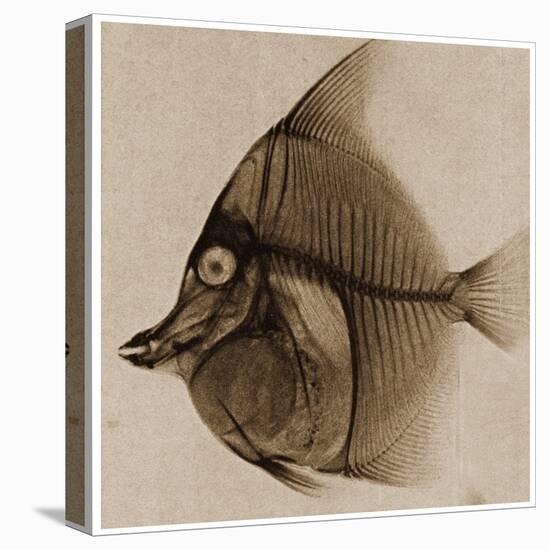 X Ray of a Fish C.1890-German School-Premier Image Canvas