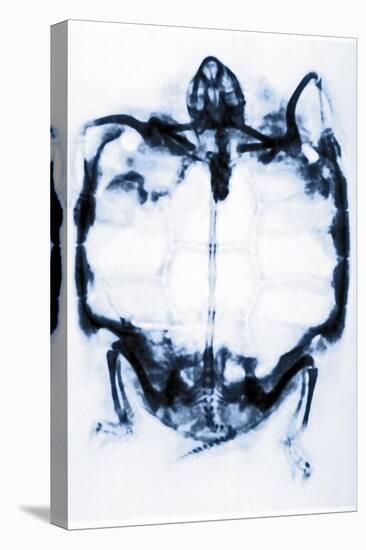 X-Ray of a Tortoise-null-Premier Image Canvas