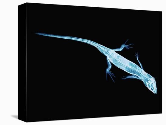 X-Ray of Lizard-Robert Llewellyn-Premier Image Canvas