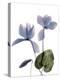 Xray Cyclamen-Judy Stalus-Premier Image Canvas