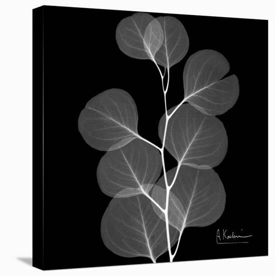 Xray Eucalyptus-Albert Koetsier-Stretched Canvas