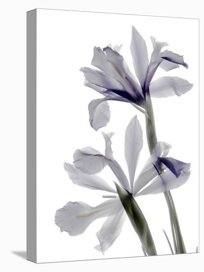 Xray Iris-Judy Stalus-Premier Image Canvas