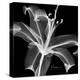 Xray Lily-Albert Koetsier-Stretched Canvas