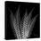 Xray Tree Fern-Albert Koetsier-Stretched Canvas