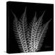 Xray Tree Fern-Albert Koetsier-Stretched Canvas