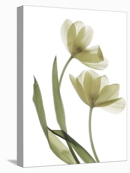 Xray Tulip I-Judy Stalus-Premier Image Canvas