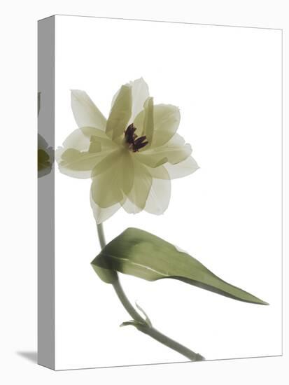 Xray Tulip II-Judy Stalus-Premier Image Canvas