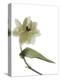 Xray Tulip II-Judy Stalus-Premier Image Canvas