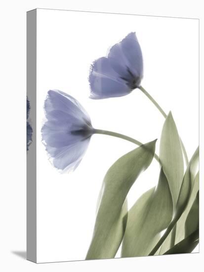 Xray Tulip III-Judy Stalus-Premier Image Canvas