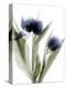 Xray Tulip IV-Judy Stalus-Premier Image Canvas