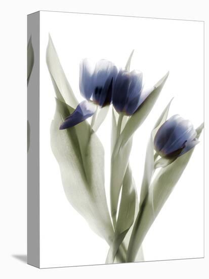 Xray Tulip IX-Judy Stalus-Premier Image Canvas