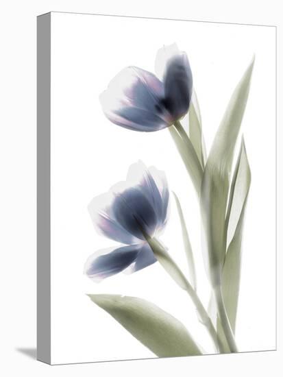 Xray Tulip V-Judy Stalus-Premier Image Canvas