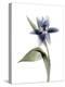 Xray Tulip VII-Judy Stalus-Premier Image Canvas