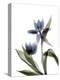 Xray Tulip VIII-Judy Stalus-Premier Image Canvas