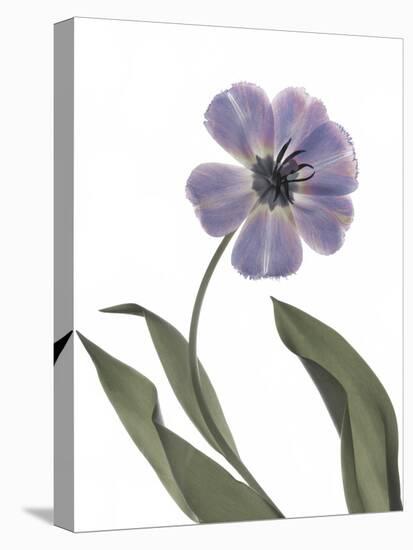 Xray Tulip X-Judy Stalus-Premier Image Canvas