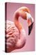 Xtravaganza - The Pink Flamingo-Philippe HUGONNARD-Stretched Canvas