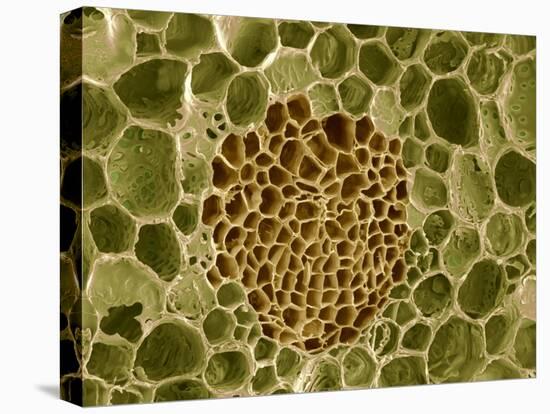 Xylem And Phloem Plant Tissue, SEM-Steve Gschmeissner-Premier Image Canvas