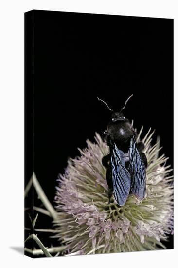 Xylocopa Violacea (Violet Carpenter Bee)-Paul Starosta-Premier Image Canvas