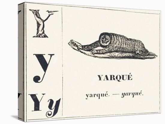 Y for Yarque (Monkey from French Guiana), 1850 (Engraving)-Louis Simon (1810-1870) Lassalle-Premier Image Canvas