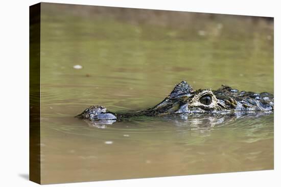 Yacare caiman (Caiman crocodylus yacare), Rio Negrinho, Pantanal, Mato Grosso, Brazil, South Americ-Sergio Pitamitz-Premier Image Canvas