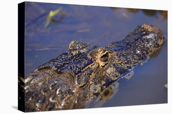 Yacare Caiman (Caiman Yacare) in the Pantanal, Mato Grosso, Brazil, South America-Alex Robinson-Premier Image Canvas