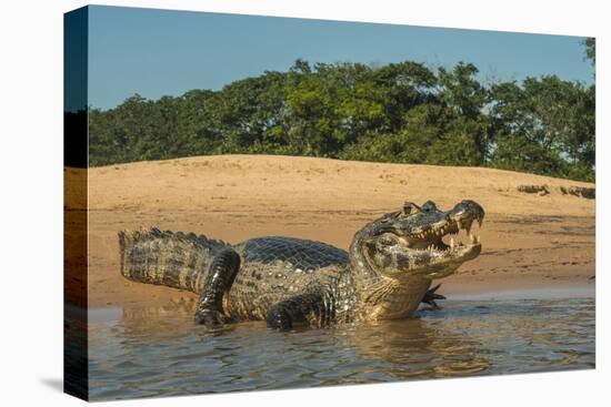 Yacare caiman (Caiman yacare) on river bank, Cuiaba River, Pantanal, Brazil-Jeff Foott-Premier Image Canvas