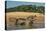 Yacare caiman (Caiman yacare) on river bank, Cuiaba River, Pantanal, Brazil-Jeff Foott-Premier Image Canvas