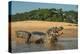 Yacare caiman (Caiman yacare) on river bank, Cuiaba River, Pantanal, Brazil-Jeff Foott-Premier Image Canvas