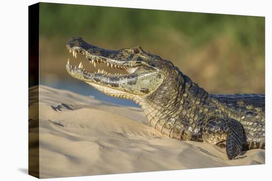 Yacare caiman (Caiman yacare) on river bank, Cuiaba River, Pantanal, Brazil-Jeff Foott-Premier Image Canvas