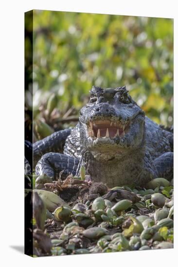 Yacare caiman, (Caiman yacare) Pantanal Matogrossense National Park, Pantanal, Brazil-Jeff Foott-Premier Image Canvas