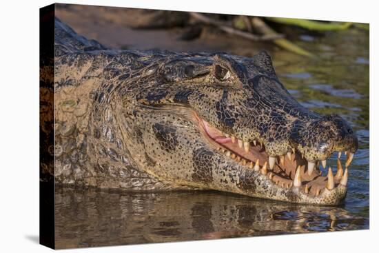 Yacare Caiman, (Caiman yacare) Pantanal Matogrossense National Park, Pantanal, Brazil-Jeff Foott-Premier Image Canvas