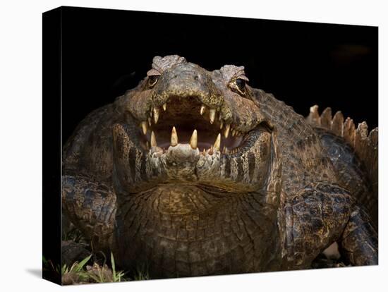 Yacare Caiman (Caiman Yacare) With Mouth Open To Keep Cool, Pantanal, Brazil-Angelo Gandolfi-Premier Image Canvas