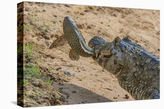 Yacare caiman feeding on Amazon sailfin catfish, Cuiaba River, Pantanal, Brazil-Jeff Foott-Premier Image Canvas