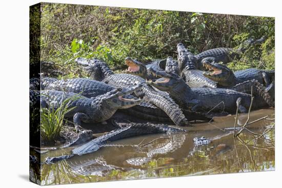 Yacare caiman group basking, mouths open to keep cool, Pantanal, Brazil-Jeff Foott-Premier Image Canvas