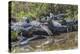 Yacare caiman group basking, mouths open to keep cool, Pantanal, Brazil-Jeff Foott-Premier Image Canvas