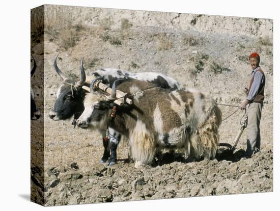 Yak-Drawn Plough in Barley Field High on Tibetan Plateau, Tibet, China-Tony Waltham-Premier Image Canvas