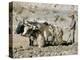 Yak-Drawn Plough in Barley Field High on Tibetan Plateau, Tibet, China-Tony Waltham-Premier Image Canvas