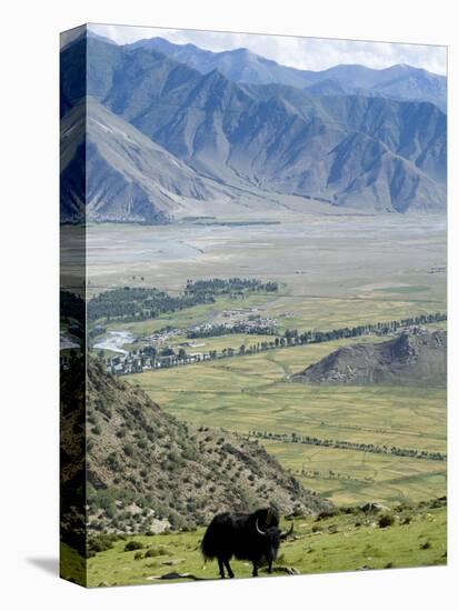 Yak, Ganden Monastery, Near Lhasa, Tibet, China-Ethel Davies-Premier Image Canvas