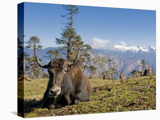 Yak Grazing on Top of the Pele La Mountain Pass with the Himalayas in the Background, Bhutan-Michael Runkel-Premier Image Canvas