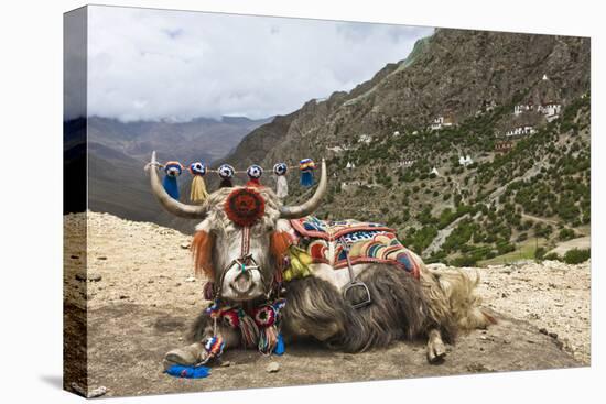 Yak in Drak Yerpa, Tibet, China, Asia-Thomas L-Premier Image Canvas