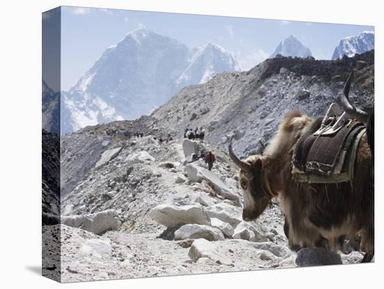 Yak on a Trail, Solu Khumbu Everest Region, Sagarmatha National Park, Himalayas, Nepal, Asia-Christian Kober-Premier Image Canvas