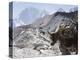 Yak on a Trail, Solu Khumbu Everest Region, Sagarmatha National Park, Himalayas, Nepal, Asia-Christian Kober-Premier Image Canvas