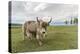 Yak on the shores of Hovsgol Lake, Hovsgol province, Mongolia, Central Asia, Asia-Francesco Vaninetti-Premier Image Canvas