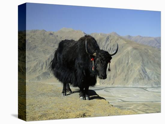 Yak, Tibet, Asia-Gavin Hellier-Premier Image Canvas