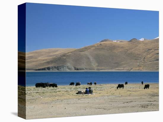 Yaks Graze by Yamdrok Lake Beside Old Lhasa-Shigatse Road, Tibet, China-Tony Waltham-Premier Image Canvas