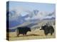 Yaks Near Nyalam, Tibet, China, Asia-Jane Sweeney-Premier Image Canvas
