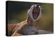 Yawning Cougar-DLILLC-Premier Image Canvas