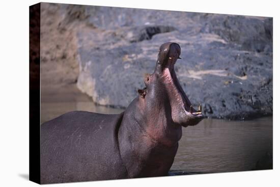 Yawning Hippopotamus-DLILLC-Premier Image Canvas