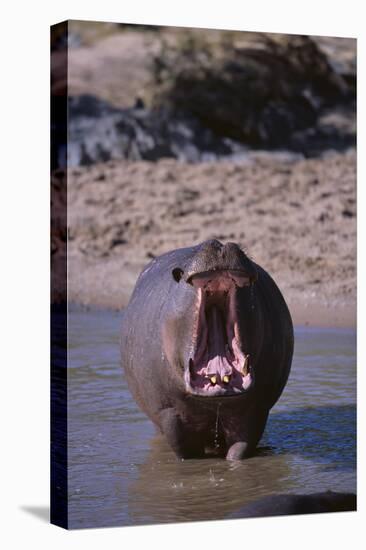 Yawning Hippopotamus-DLILLC-Premier Image Canvas